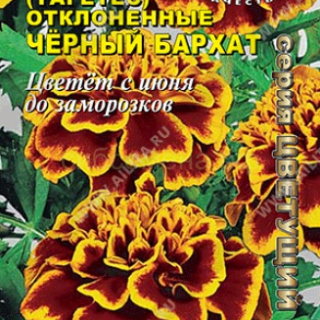 Бархатцы ЧЕРНЫЙ БАРХАТ отклоненные /Аэлита/