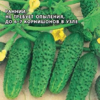 Огурец Герман F1 (Гавр)