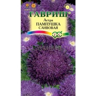 Астра ПАМПУШКА сливовая /Гавриш/