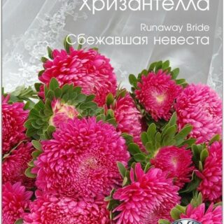 Астра Хризантелла Сбежавшая невеста (Биотехника)