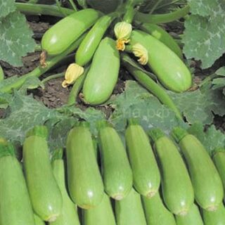 Кабачок Ультраскороспелый (УД)