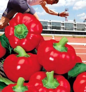 Перец Спринтер (УД)