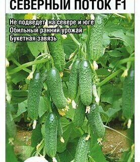 Огурец СЕВЕРНЫЙ ПОТОК F1 /СИБСАД/