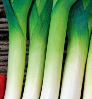 Лук порей Миллионер (УД)