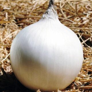 Лук репчатый Снежный шар F1 (УД)