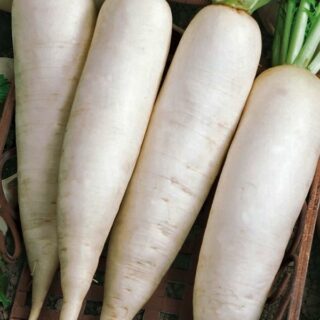 Дайкон Русский деликатес (УД)