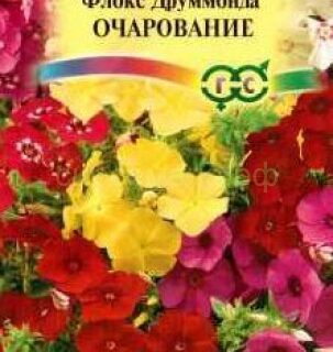 Флокс Очарование смесь (Гавр)