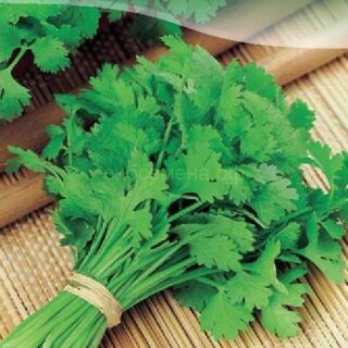 Кориандр АРМЯНСКИЙ /цв./3гр.