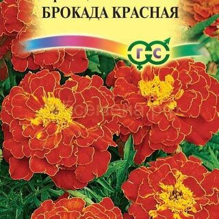 Бархатцы Брокада красная отклон. /Гавриш/