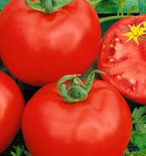 Томат Сверхранний (УД)