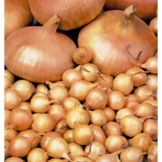 Лук севок ШТУТТГАРТЕН РИЗЕН/ 1кг