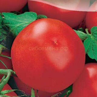 Томат ЯМАЛ 200 0,1г. (цв.)