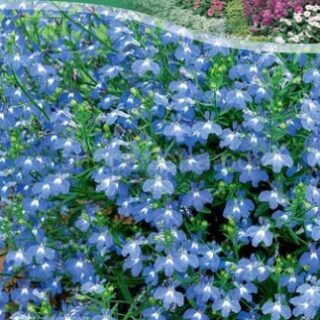 Лобелия Голубой бриз /цв/