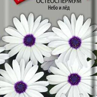 Остеоспермум Небо и лед однол. /П/