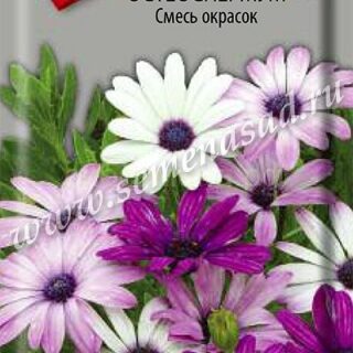 Остеоспермум Смесь окрасок однол. /П/