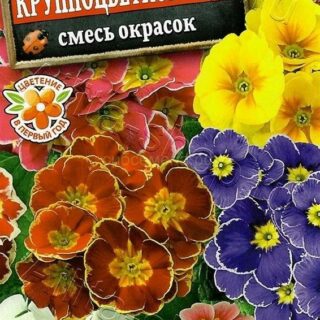 Примула крупноцветковая, смесь окрасок /Аэлита/