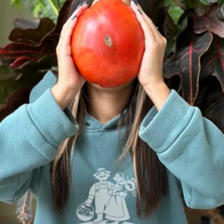 Томат Минусинский улучшенный отбор (УД)