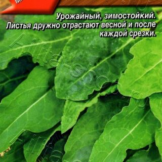 Щавель КРУПНОЛИСТНЫЙ /Аэлита/0,5г