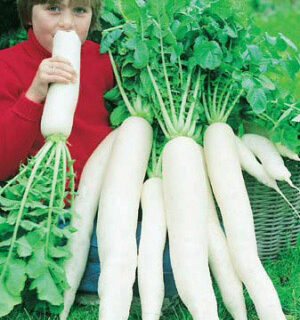 Дайкон Московский Богатырь (УД)