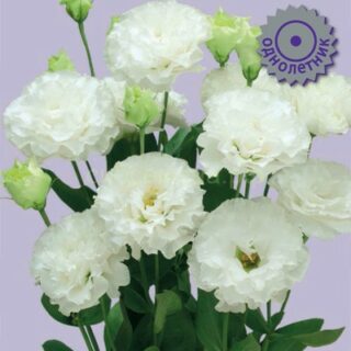 Эустома Корелли Вайт крупноцветковая (П)