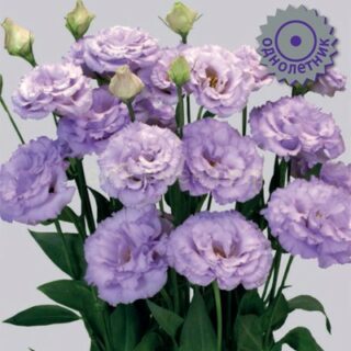 Эустома Корелли Лавендер крупноцветковая (П)