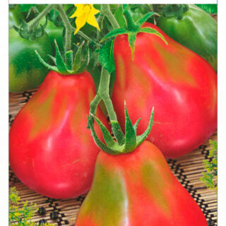 Томат Веселые гондурасики /СибСад/