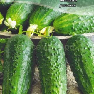 Огурец КУЗНЕЧИК /цв/