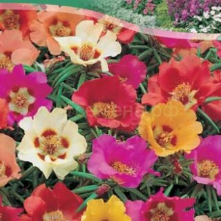 Портулак СОНЯ /цв./