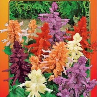 Сальвия ПАРАД смесь /НК/