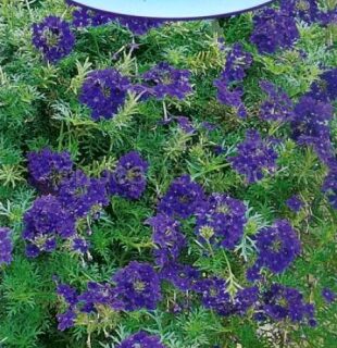 Вербена СИНЯЯ НОЧЬ /Аэлита/