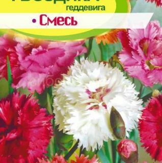 Гвоздика ГЕДДЕВИГА смесь /Алтай/