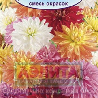 Георгина ДЕКОРАТИВНЫЕ ГИГАНТЫ смесь /Аэлита/