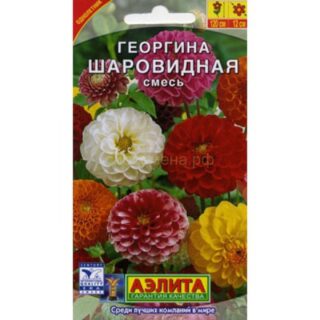 Георгина ШАРОВИДНАЯ смесь /Аэлита/