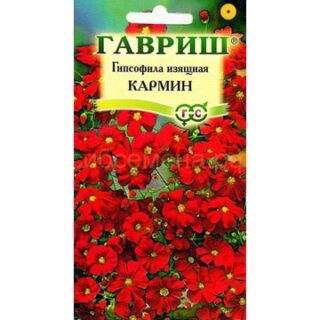 Гипсофила ИЗЯЩНАЯ КАРМИН /Гавриш/