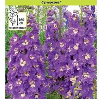 Дельфиниум КОРОЛЬ АРТУР многолетний /НК/