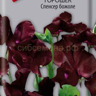 Душистый горошек СПЕНСЕР БОЖОЛЕ /Поиск/