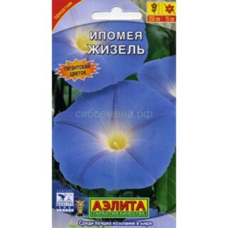 Ипомея ЖИЗЕЛЬ /Аэлита/