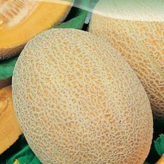 Дыня Алтайская 0,5г /цв./