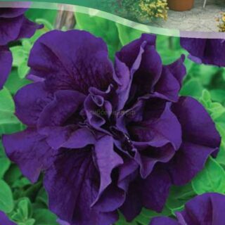 Петуния Дуо блю  махровая F1, 10сем. /цв/