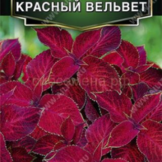 Колеус Красный вельвет 10шт /Аэлита/