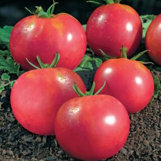 Томат Весеннее чудо (УД)