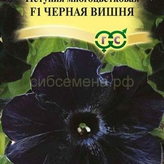 Петуния ЧЕРНАЯ ВИШНЯ F1 /Гавриш/
