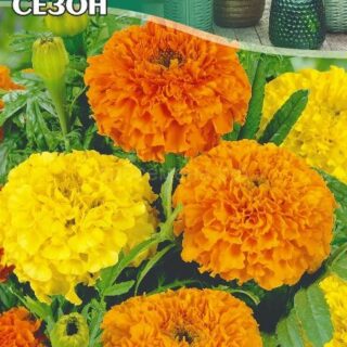 Бархатцы Бархатный сезон, см. прямост., 0,3г (цв.)*