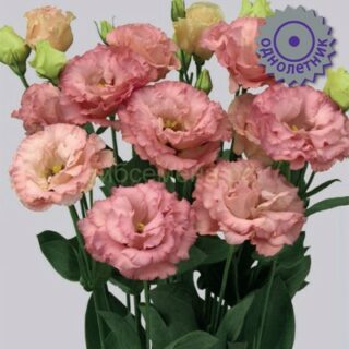 Эустома Корелли Эприкот крупноцветковая (П)