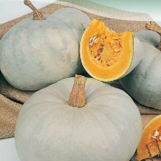 Тыква ГРИБОВСКАЯ ЗИМНЯЯ 1,5 г /цв./