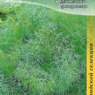 Укроп БУЯН Голландия/цв./