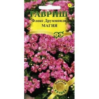 Флокс МАГИЯ (Гавриш)