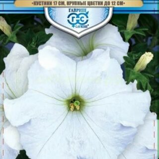 Петуния Великая белая F1, крупноцв, низкорослая. (Гавр)