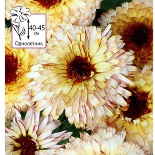 Календула Замшевая бахрома (НК)