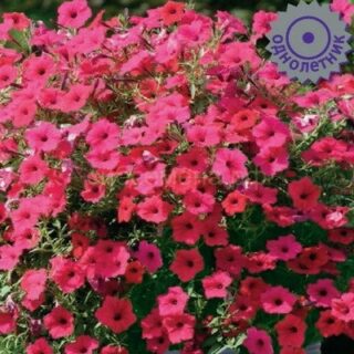 Петуния Тайдал Вейв Черри каскадная (П)